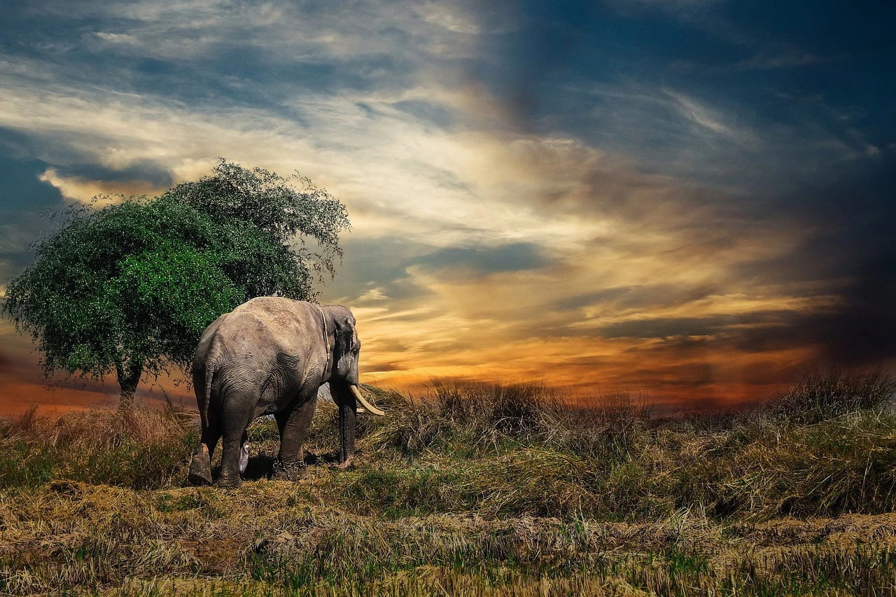 elephant-1
