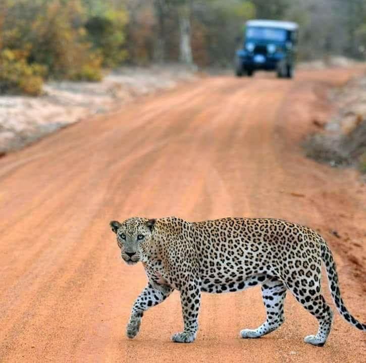 yala-1