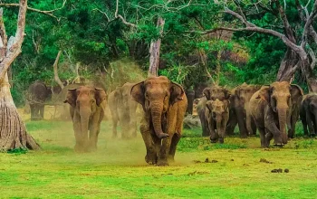 Elephant