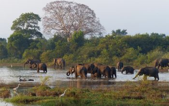elephants