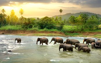 elephantsrilanka
