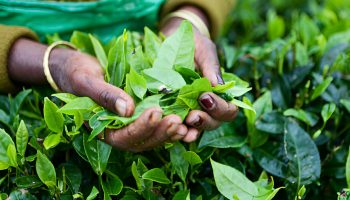 srilankantea
