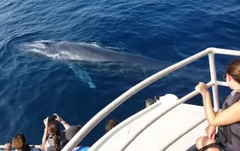 whale-watching-mirissa