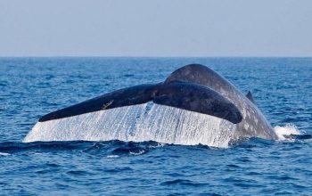 whalewatching